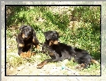Dwa, le��ce, Beaucerony